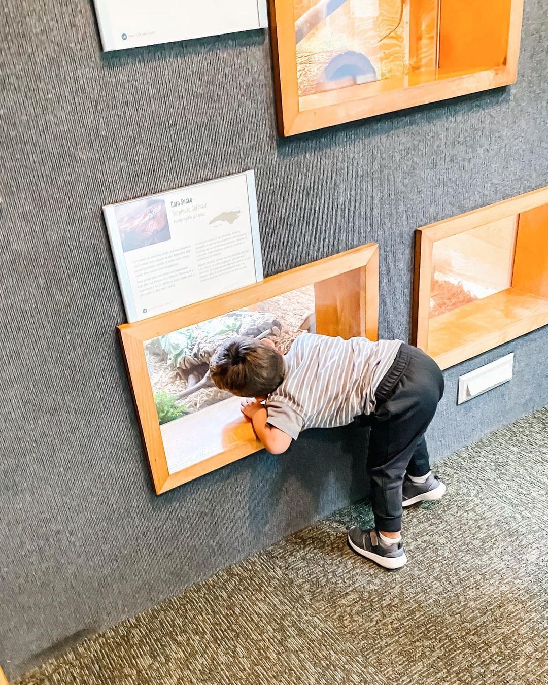 The Museum of Life and Science Sparks Curiosity in Durham - NC Eat & Play