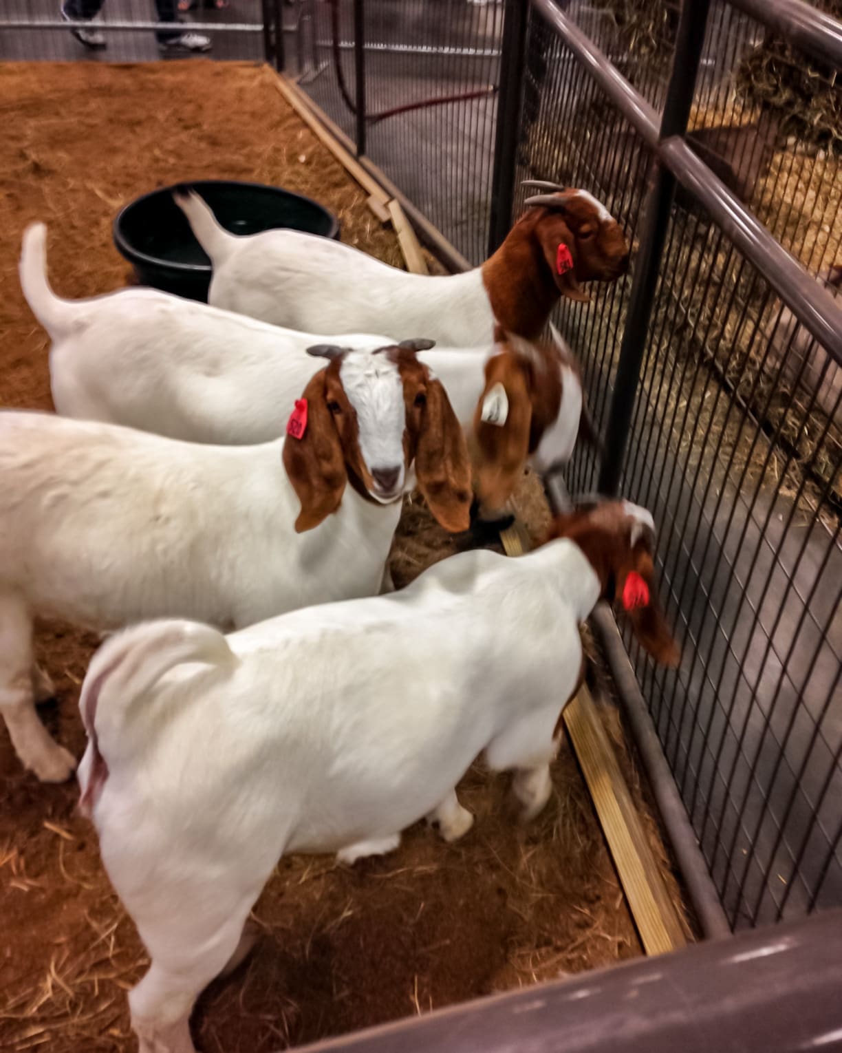 fair animals