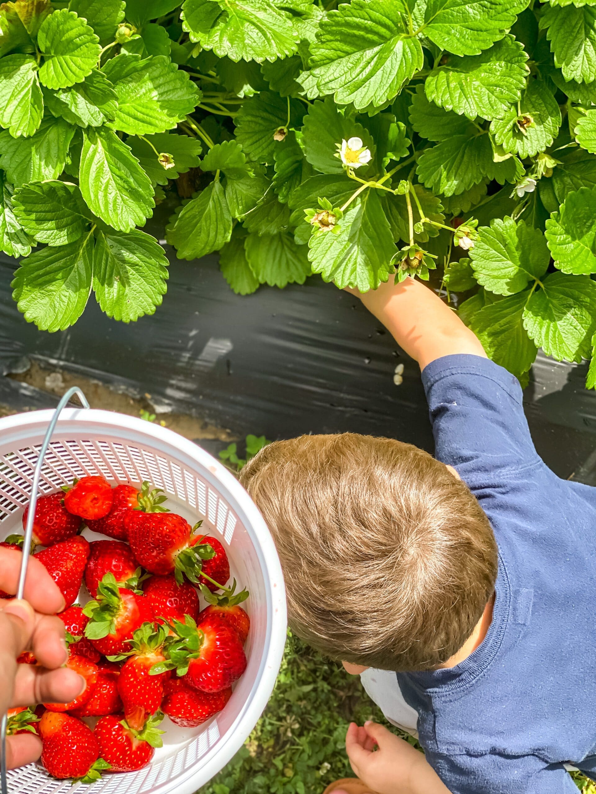 The Ultimate Guide to Strawberry Picking Season in NJ! Best Pick