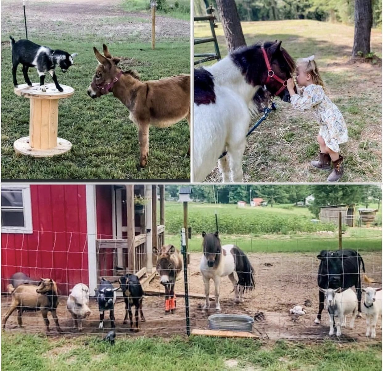 Pint Sized Pasture