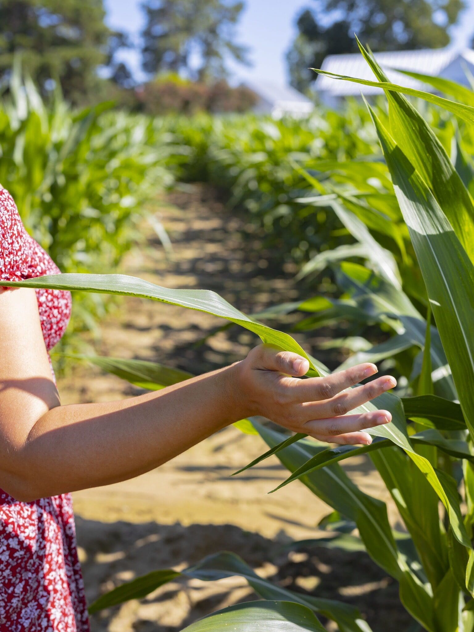 corn maze