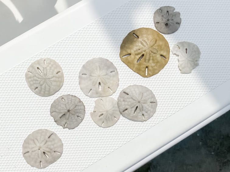 sand dollars