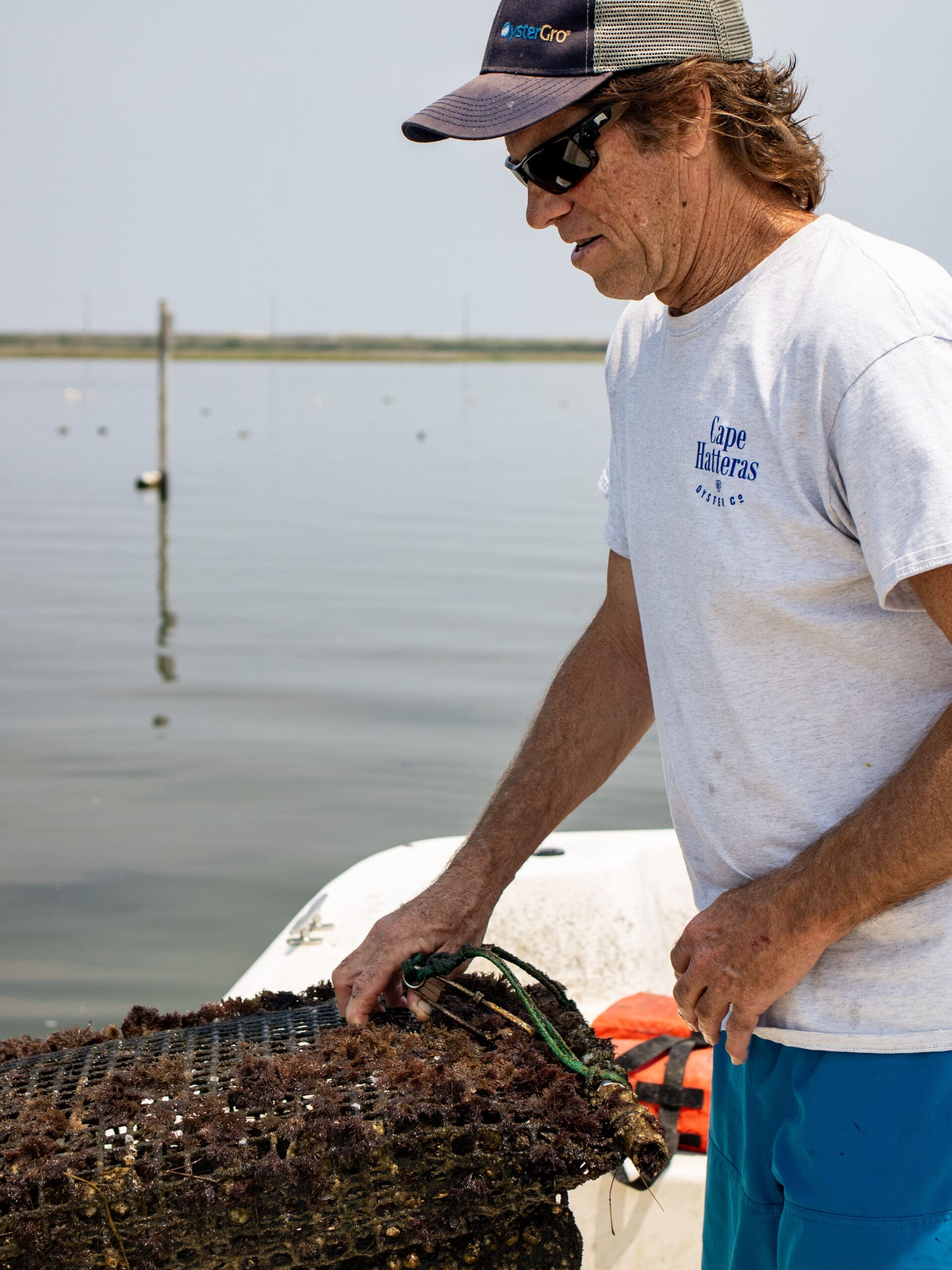 Cape Hatteras Oyster